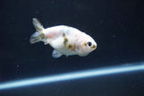 Baby Ranchu  Calico 2.5 Inch (ID#1105R9c-44) Free2Day SHIPPING