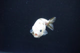 Baby Ranchu  Calico 2.5 Inch (ID#1105R9c-44) Free2Day SHIPPING