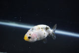 Baby Ranchu  Calico 2.5 Inch (ID#1105R9c-45) Free2Day SHIPPING