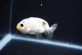 Baby Ranchu  Calico 2.5 Inch (ID#1105R9c-45) Free2Day SHIPPING