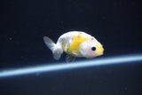 Baby Ranchu  Calico 2.5 Inch (ID#1105R9c-45) Free2Day SHIPPING