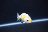 Baby Ranchu  Calico 2.5 Inch (ID#1105R9c-45) Free2Day SHIPPING