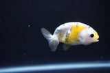 Baby Ranchu  Calico 2.5 Inch (ID#1105R9c-45) Free2Day SHIPPING