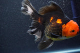 Thai Oranda  Tricolor 6 Inch (ID#816To6a-103)