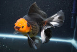 Thai Oranda  Tricolor 6 Inch (ID#816To6a-103)