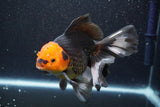 Thai Oranda  Tricolor 6 Inch (ID#816To6a-103)