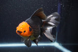 Thai Oranda  Tricolor 6 Inch (ID#816To6a-103)