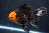 Thai Oranda  Tricolor 6 Inch (ID#816To6a-103)