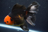 Thai Oranda  Tricolor 6 Inch (ID#816To6a-103)