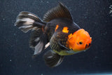 Thai Oranda  Tricolor 6 Inch (ID#816To6a-103)