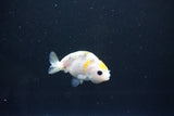 Baby Ranchu  Calico 2.5 Inch (ID#1101R9c-38) Free2Day SHIPPING