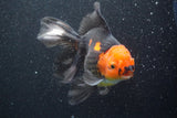 Thai Oranda  Tricolor 6 Inch (ID#816To6a-103)