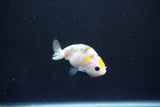 Baby Ranchu  Calico 2.5 Inch (ID#1101R9c-38) Free2Day SHIPPING