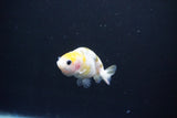 Baby Ranchu  Calico 2.5 Inch (ID#1101R9c-38) Free2Day SHIPPING