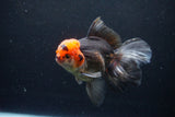 Thai Oranda  Tricolor 6 Inch (ID#1122To6c-100)