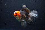 Thai Oranda  Tricolor 6 Inch (ID#1122To6c-100)