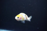 Baby Ranchu  Calico 2.5 Inch (ID#1101R9c-38) Free2Day SHIPPING