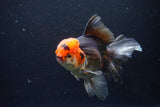 Thai Oranda  Tricolor 6 Inch (ID#1122To6c-100)