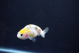 Baby Ranchu  Calico 2.5 Inch (ID#1101R9c-38) Free2Day SHIPPING