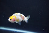 Baby Ranchu  Calico 2.5 Inch (ID#1101R9c-38) Free2Day SHIPPING