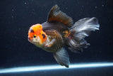 Thai Oranda  Tricolor 6 Inch (ID#1122To6c-100)