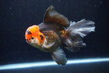 Thai Oranda  Tricolor 6 Inch (ID#1122To6c-100)