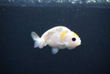 Baby Ranchu  Calico 2.5 Inch (ID#1101R9c-38) Free2Day SHIPPING