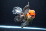 Thai Oranda  Tricolor 6 Inch (ID#1122To6c-100)