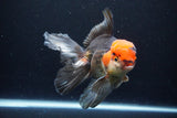 Thai Oranda  Tricolor 6 Inch (ID#1122To6c-100)