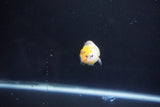 Baby Ranchu  Calico 2.5 Inch (ID#1101R9c-39) Free2Day SHIPPING