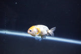 Baby Ranchu  Calico 2.5 Inch (ID#1101R9c-39) Free2Day SHIPPING