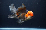 Thai Oranda  Tricolor 6 Inch (ID#1122To6c-100)