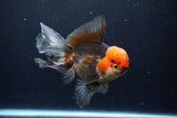 Thai Oranda  Tricolor 6 Inch (ID#1122To6c-100)