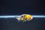 Baby Ranchu  Calico 2.5 Inch (ID#1101R9c-39) Free2Day SHIPPING