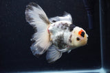 Thai Oranda  Tricolor 5.5 Inch (ID#1122To6c-101)