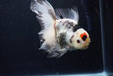 Thai Oranda  Tricolor 5.5 Inch (ID#1122To6c-101)