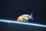 Baby Ranchu  Calico 2.5 Inch (ID#1101R9c-39) Free2Day SHIPPING