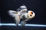 Thai Oranda  Tricolor 5.5 Inch (ID#1122To6c-101)