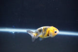 Baby Ranchu  Calico 2.5 Inch (ID#1101R9c-39) Free2Day SHIPPING