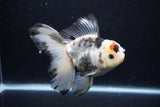 Thai Oranda  Tricolor 5.5 Inch (ID#1122To6c-101)