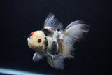 Thai Oranda  Tricolor 5.5 Inch (ID#1122To6c-101)