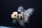 Thai Oranda  Tricolor 5.5 Inch (ID#1122To6c-101)