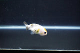 Baby Ranchu  Calico 2.5 Inch (ID#1101R9c-40) Free2Day SHIPPING