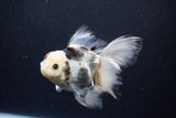 Thai Oranda  Tricolor 5.5 Inch (ID#1122To6c-101)