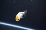 Baby Ranchu  Calico 2.5 Inch (ID#1101R9c-40) Free2Day SHIPPING