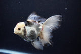 Thai Oranda  Tricolor 5.5 Inch (ID#1122To6c-101)