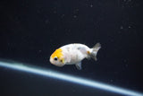 Baby Ranchu  Calico 2.5 Inch (ID#1101R9c-40) Free2Day SHIPPING