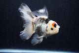 Thai Oranda  Tricolor 5.5 Inch (ID#1122To6c-101)