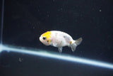 Baby Ranchu  Calico 2.5 Inch (ID#1101R9c-40) Free2Day SHIPPING