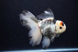 Thai Oranda  Tricolor 5.5 Inch (ID#1122To6c-101)